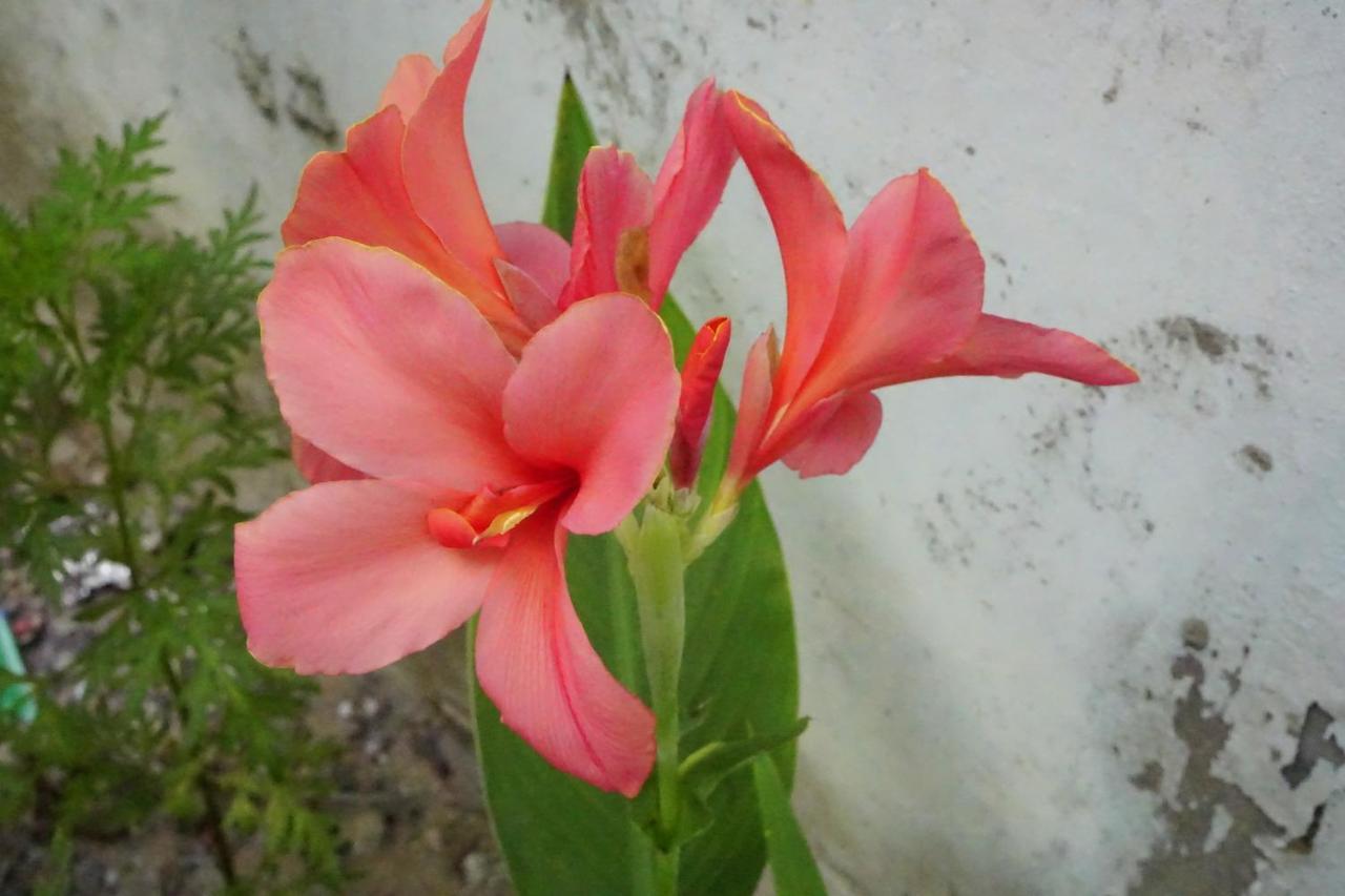 Homestay Minh Tu Hue Exteriér fotografie
